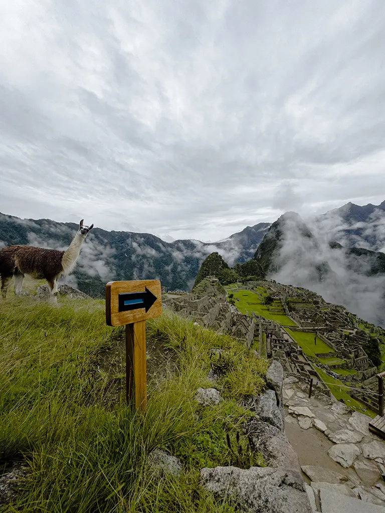 Llama de Huayna Picchu