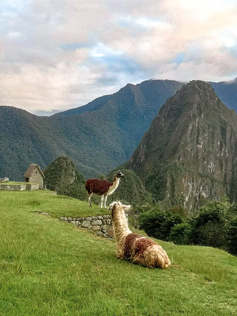 Llama de Machupicchu