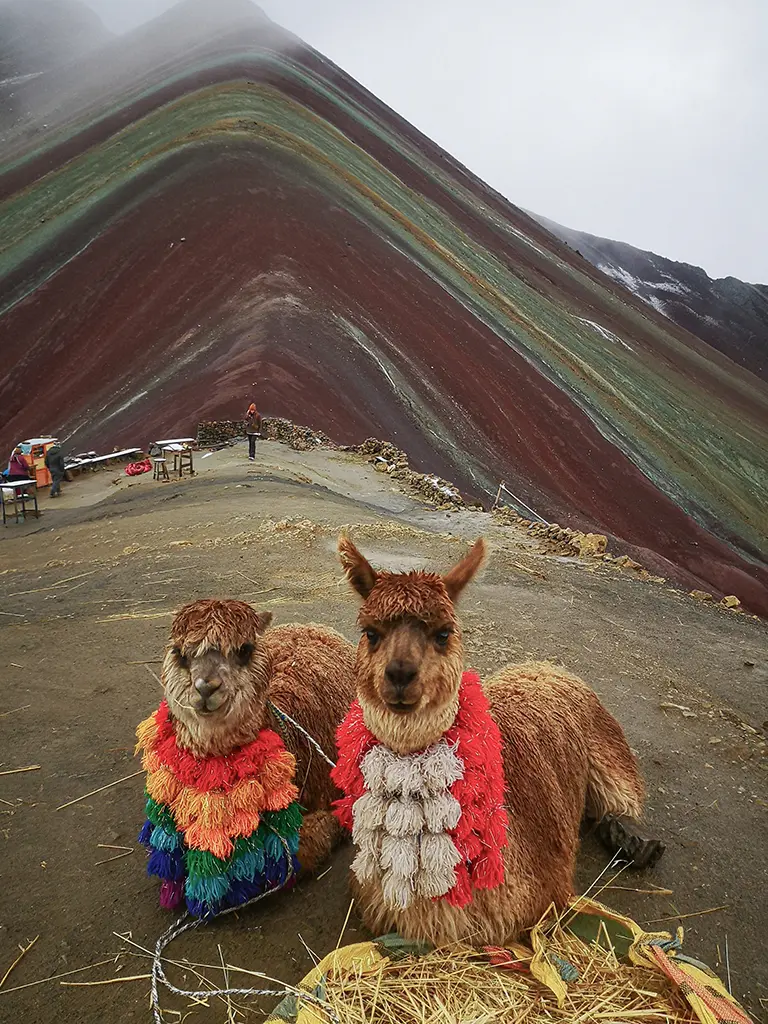 Llamas de la Montaña de Vinicunca 