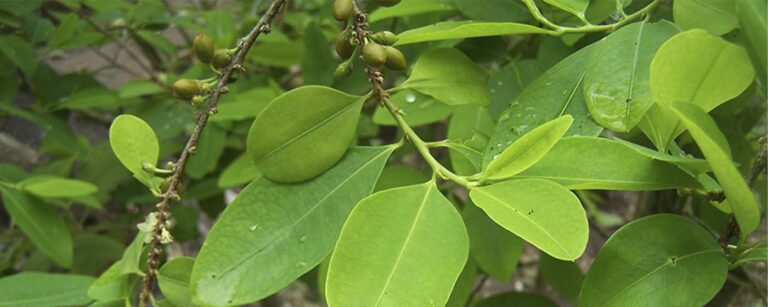 ¿Masticar hojas de coca o beber té de coca es una forma efectiva de lidiar con el mal de altura?