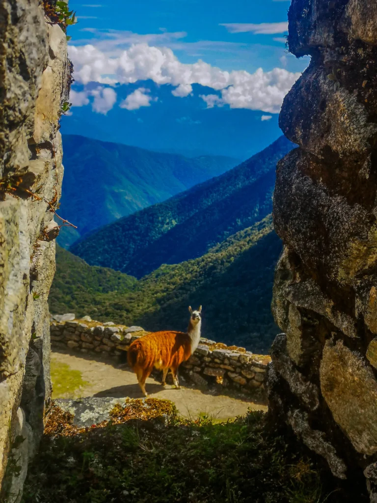 Llama en la puerta del sol