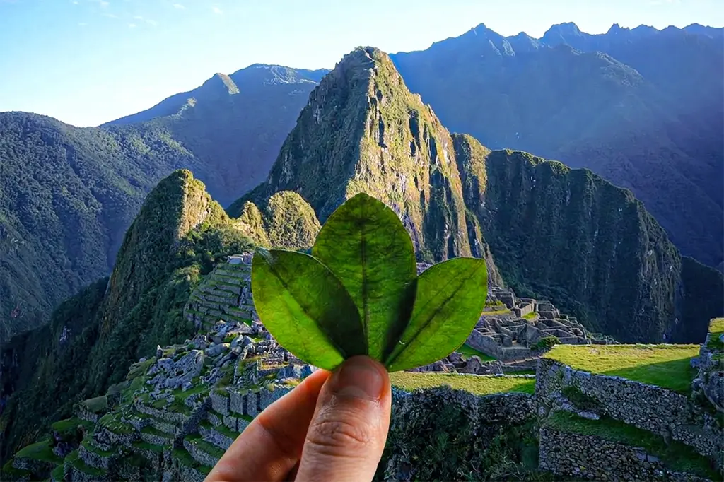 la importancia de la coca