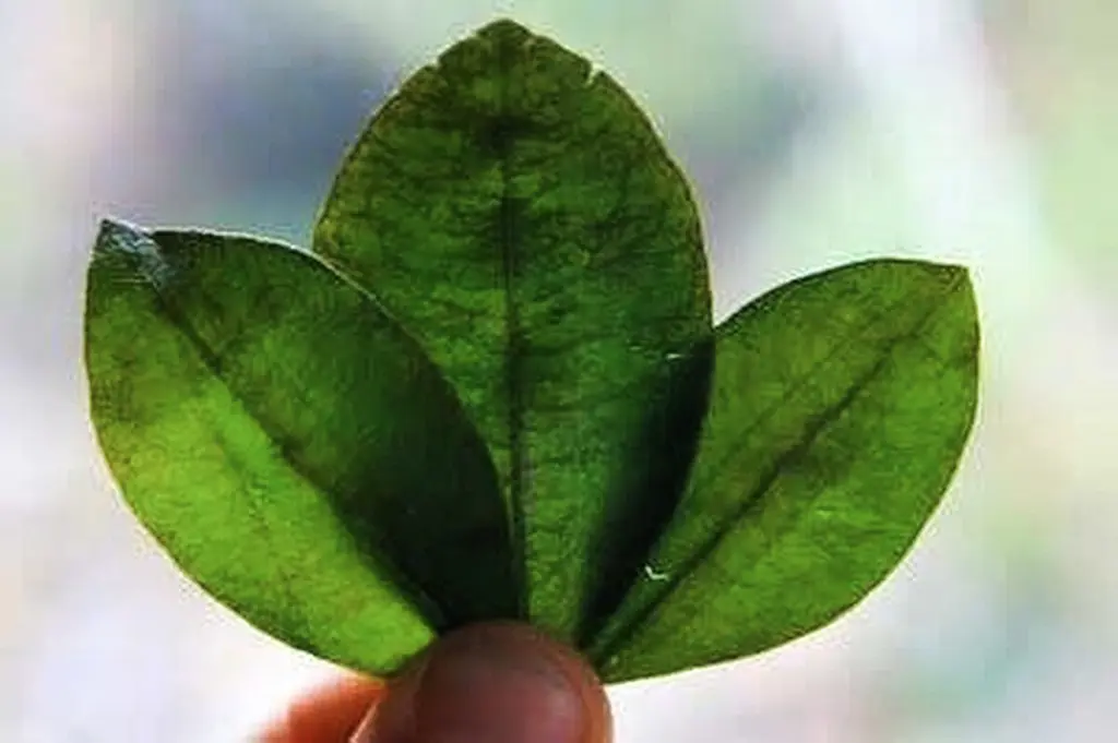 hojas de coca