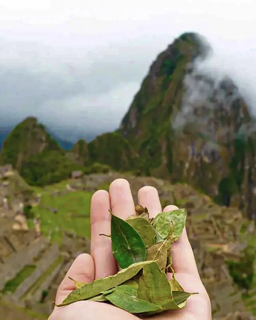 Hojas de Coca Mal de Altura