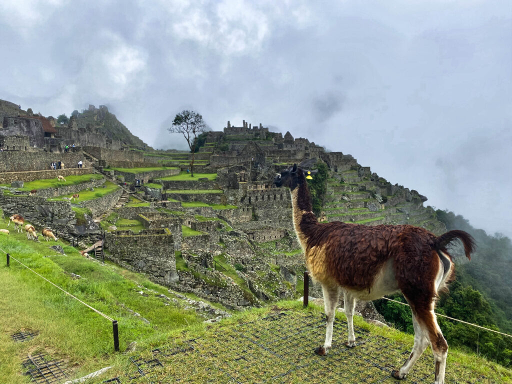 Machupicchu-llama-Life Expeditions