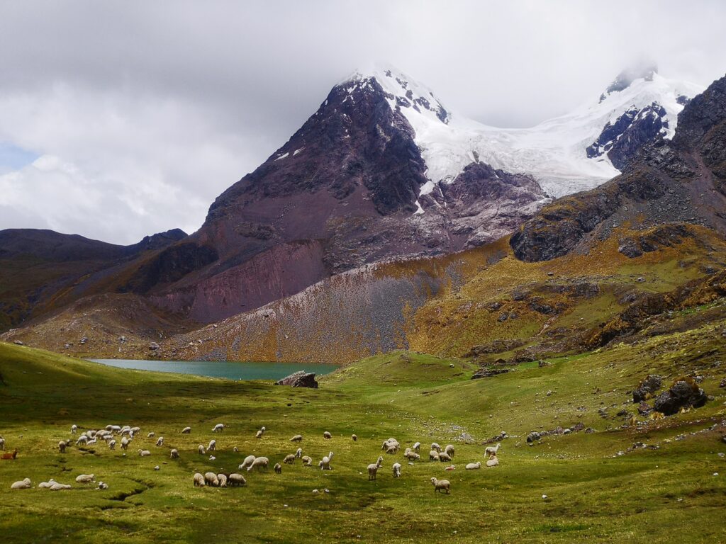 7 Lagunas al pie del Apu sagrado del Ausangate Flora y Fauna-Ocongate-Tinke-Life Expeditions