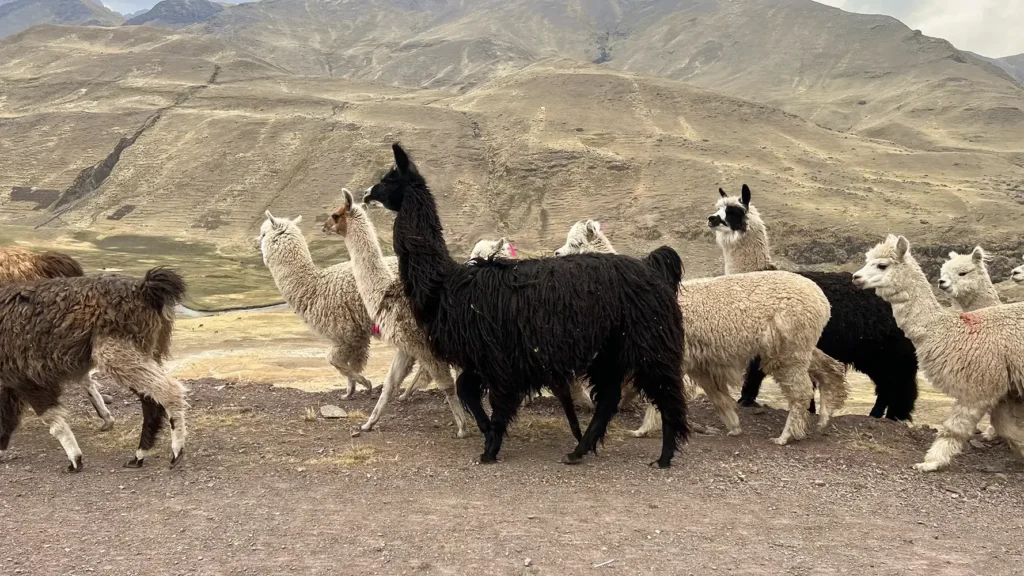 Alpaca y Llamas