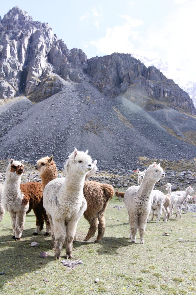 Turismo vivencial-Pacchanta-Ausangate-Ocongate-Life Expeditions