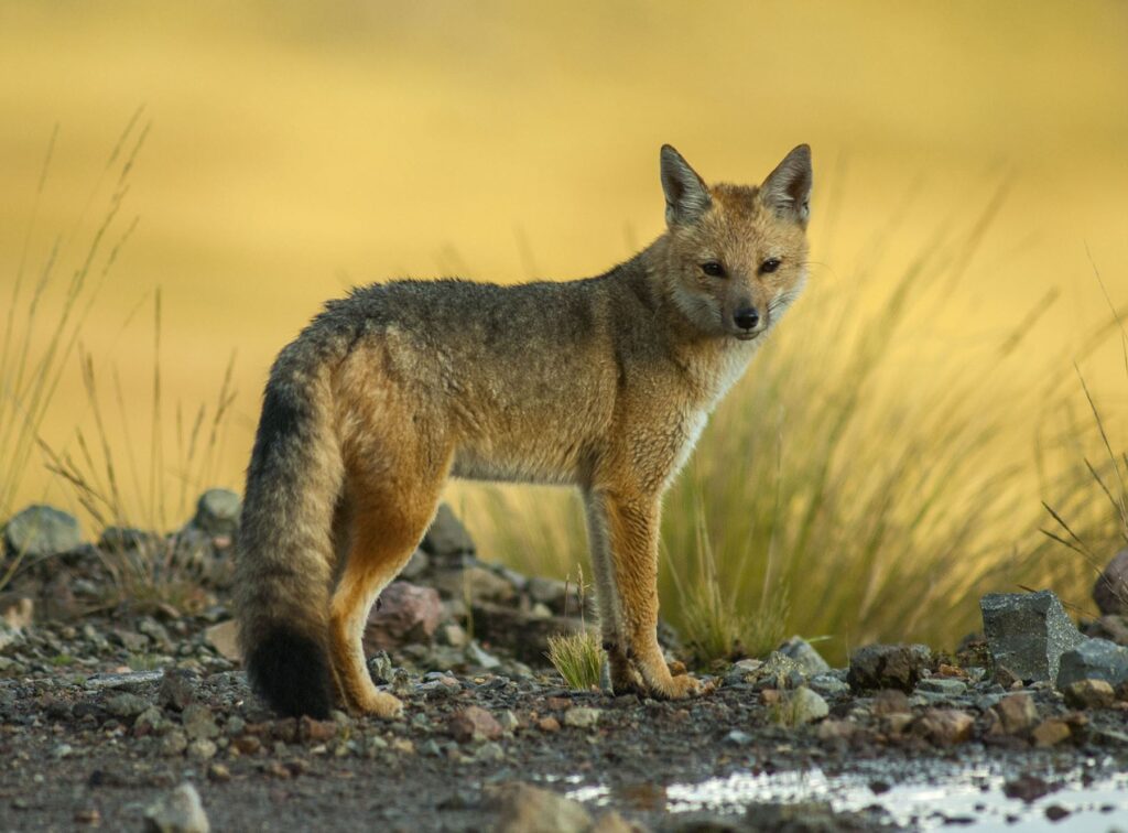 Zorro andino-Palcoyo-Canchis-Life Expeditions