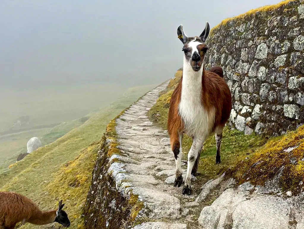 Camino Inca clásico a Machu Picchu Camino inca a Machupicchu